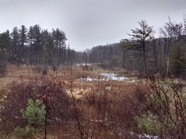 Wet meadow at Golas Farm, Boylston