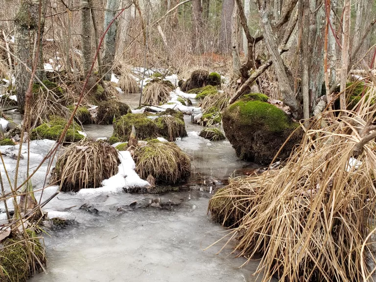 Frozen wetlands