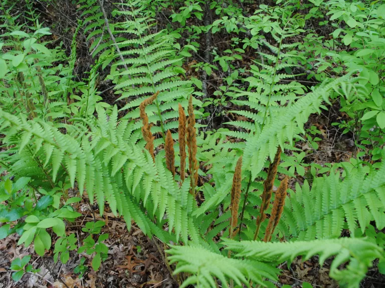Cinnamon Fern, Adobe Stock Image