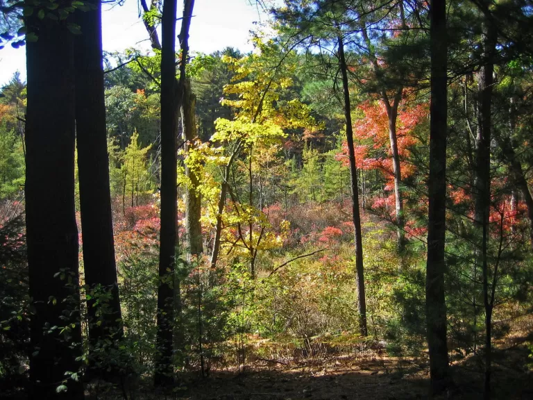 Gowing's Swamp. Photo by Cherrie Corey.