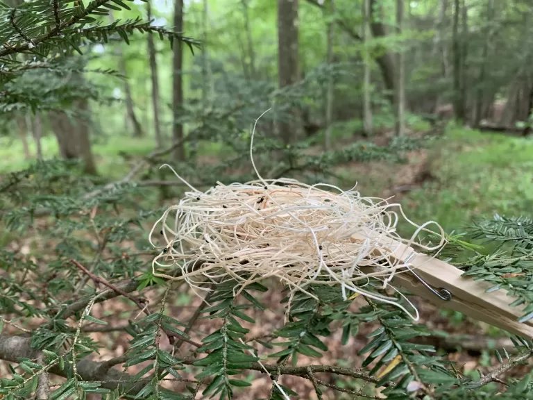 A patch of straw with of S. tsugae beetles clipped to a hemlock tree