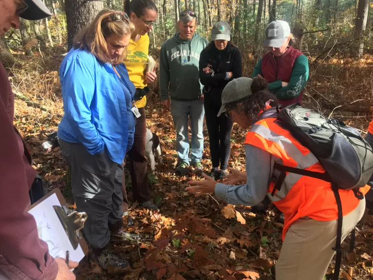 Forest Health Walk in Carlisle