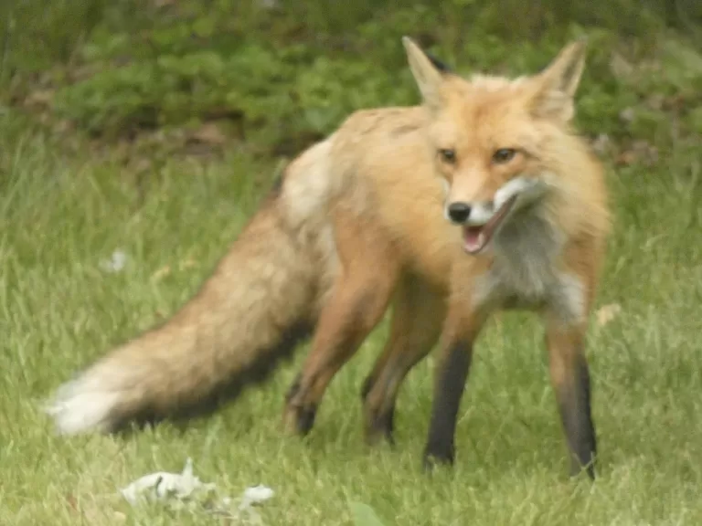 A red fox in Sudbury, photographed by Sharon Tentarelli.