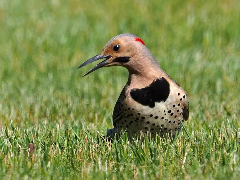 A northern flicker in Sudbury, photographed by Joan Chasan.