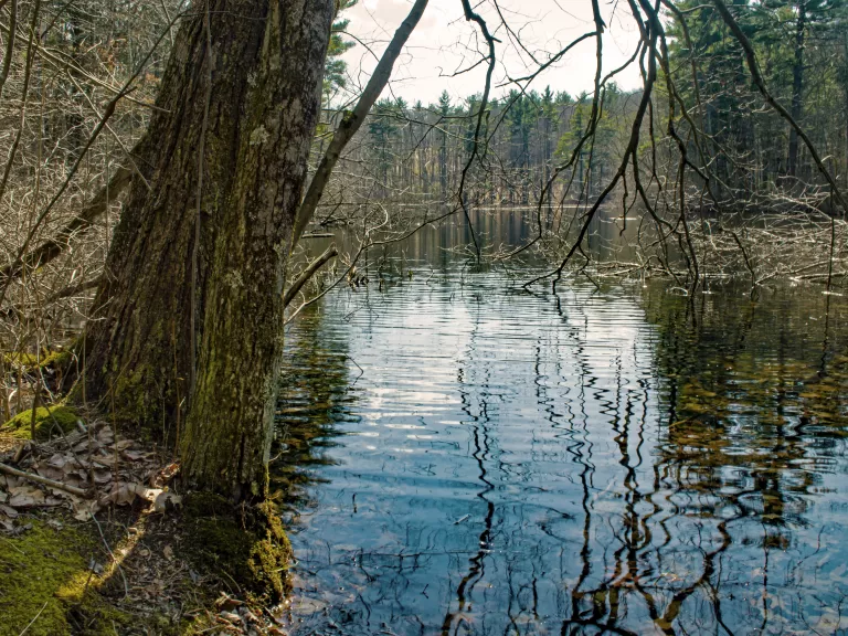 Photo of Horseshoe Pond shore.