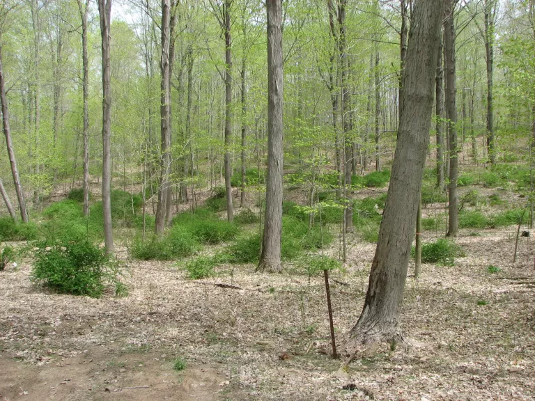 Result of Deer Overbrowsing