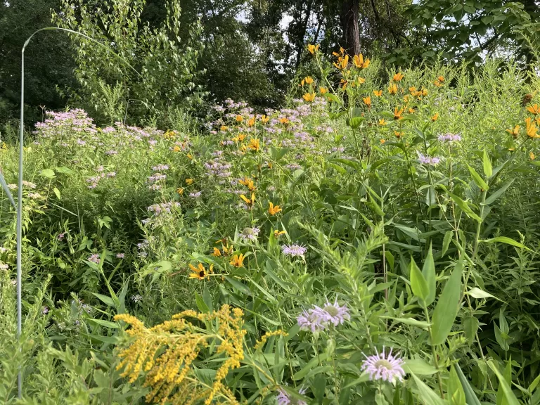 Gowing's Swamp Wildflowers-Summer 2022. Photo by SVT Staff.
