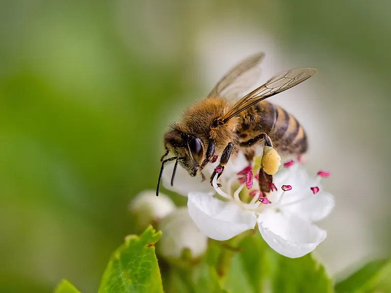 Honeybees Are Not Native to New England Honeybees Are Not Native