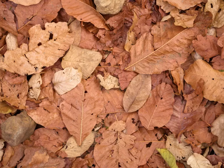 Leaf Litter Leaf Litter