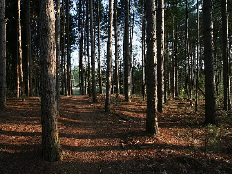 Memorial Forest Pines. Photo by Craig Smith.