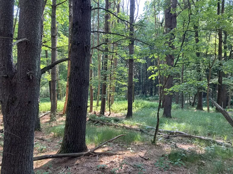 Perkins Woods/Sargent Road Land, Boxborough