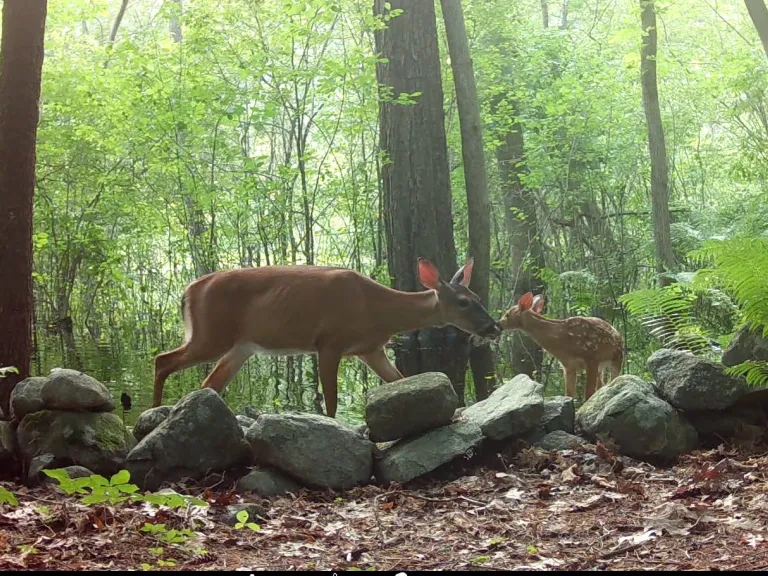A white-tailed deer and its fawn in Frmaingham, photographed with an automatically triggered wildlife camera by Margaret McKane.