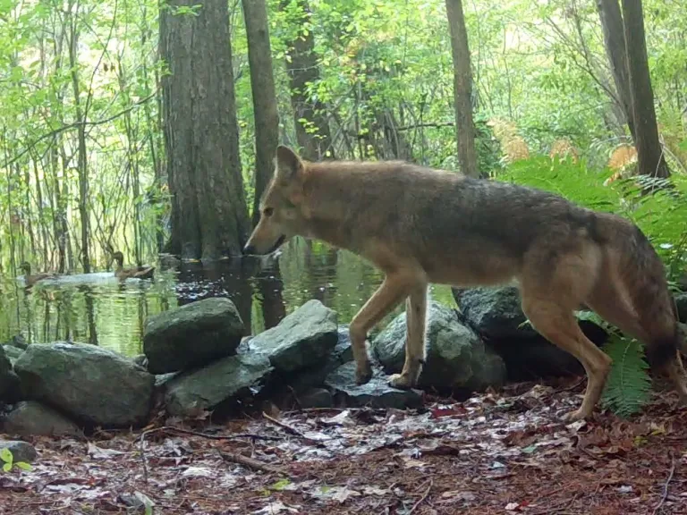 A coyote passes by mallards in Framingham, photographed using an automatically triggered trail camera by Margaret McKane.