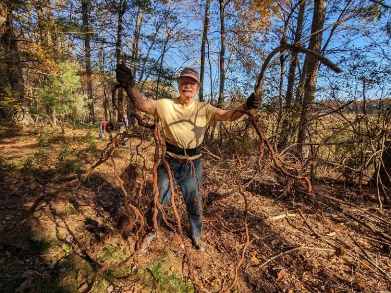 Rick Findlay shows off a large bittersweet root he dug up at Smith Conservation Land.