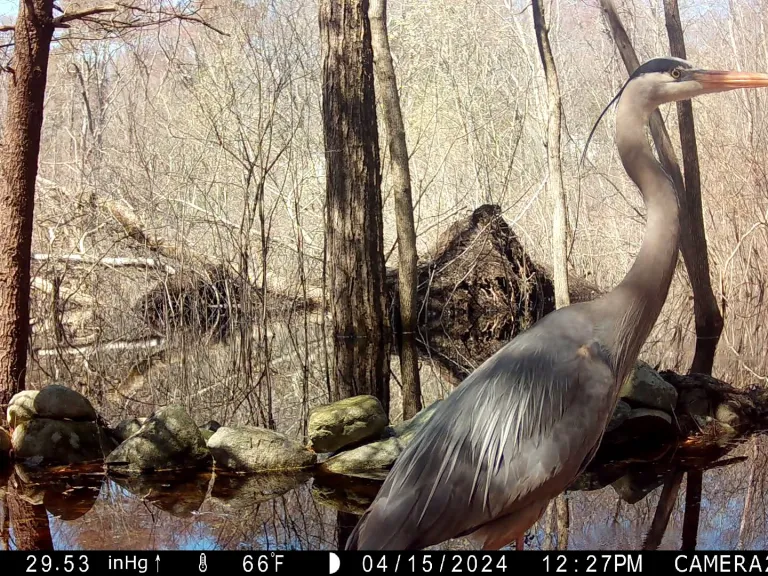 A great blue heron in Framingham, photographed by Margaret McKane.