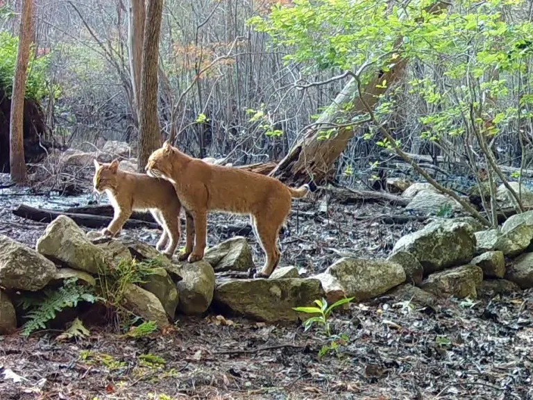 A bobcat and her kitten in Framingham, photographed with an automatically triggered wildlife camera by Margaret McKane.