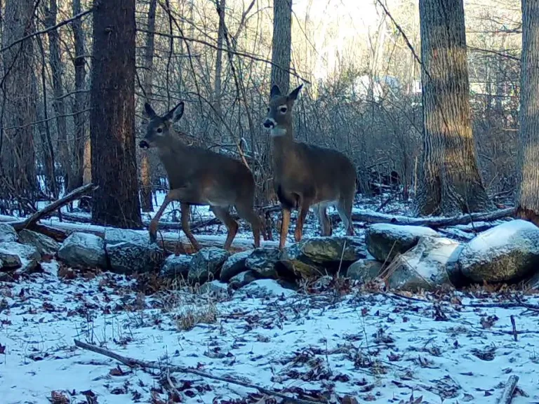 White-tailed deer in Framingham, photographed with an automatically triggered wildlife camera by Margaret McKane.