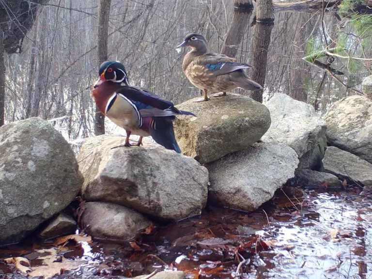 Wood ducks in Framingham, photographed with an automatically triggered wildlife camera by Margaret McKane.