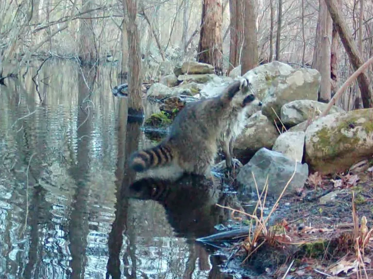 A raccoon in Framingham, photographed with an automatically triggered wildlife camera by Margaret McKane.