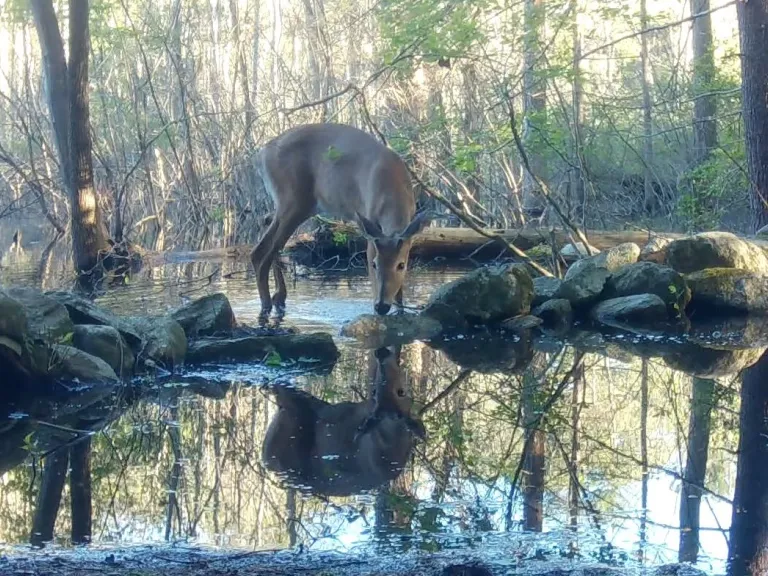 A white-tailed deer in Frmaingham, photographed with an automatically triggered wildlife camera by Margaret McKane.