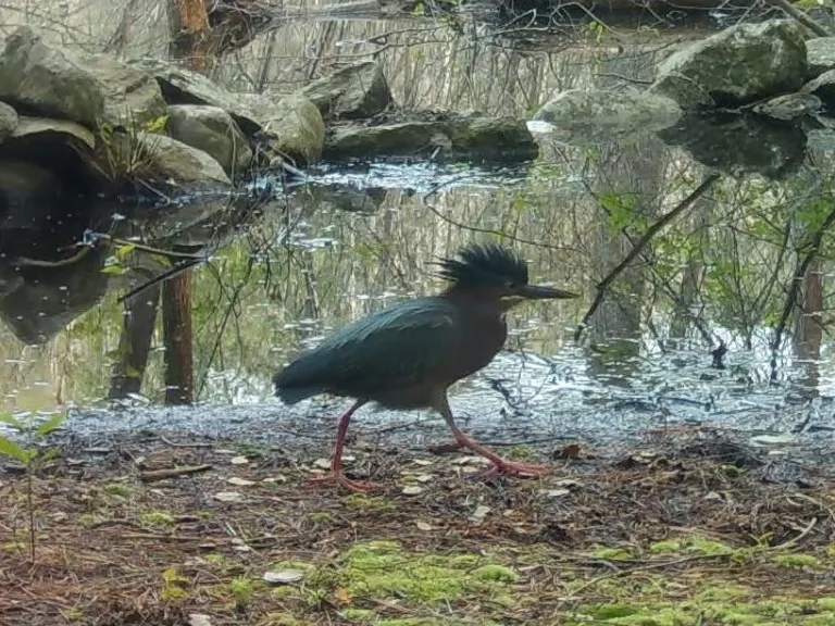 A green heron in Framingham, photographed with an automatically triggered wildlife camera by Margaret McKane.