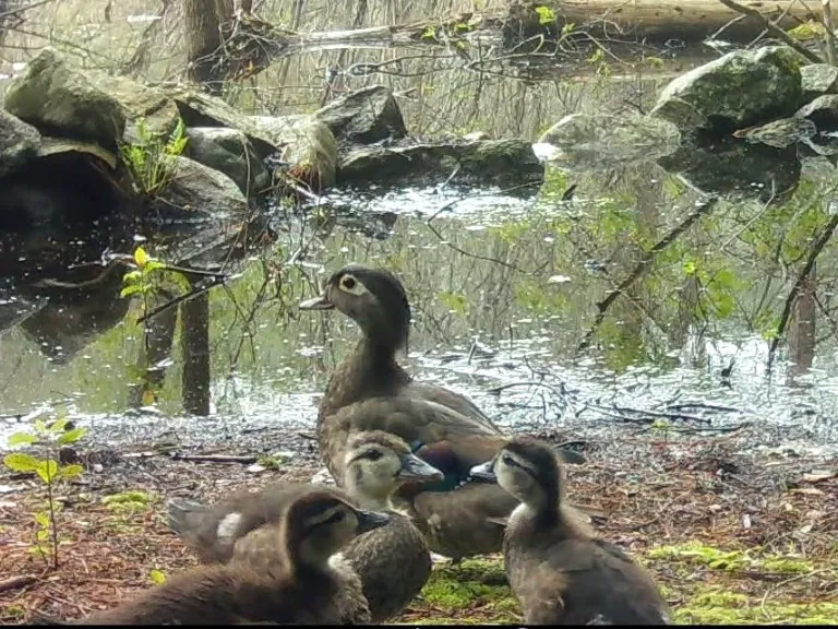 A family of wood ducks in Framingham, photographed with an automatically triggered wildlife camera by Margaret McKane.