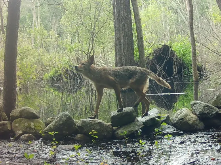 A coyote in Framingham, photographed with an automatically triggered wildlife camera by Margaret McKane.