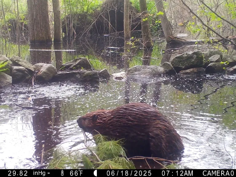 A beaver in Framingham, photographed with an automatically triggered wildlife camera by Margaret McKane.