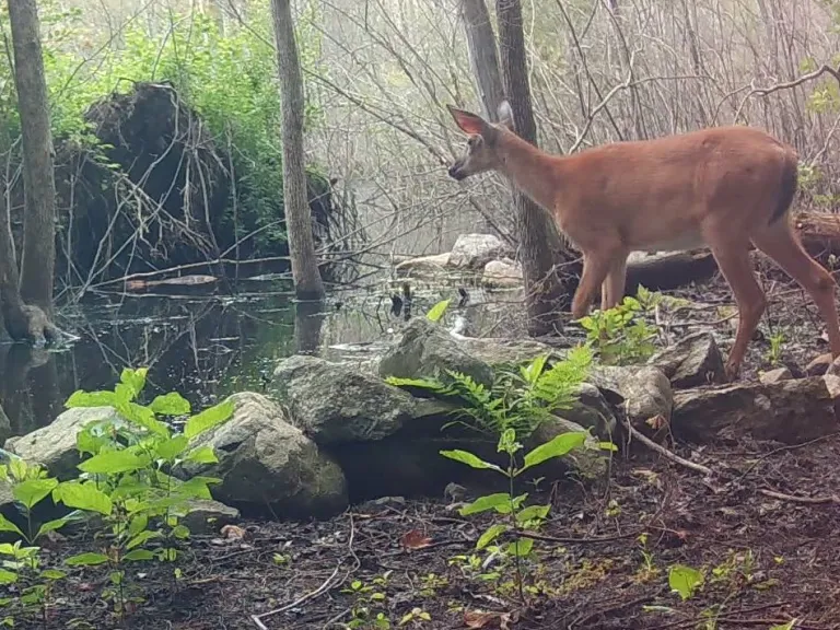 A white-tailed deer watches a beaver in Framingham, photographed with an automatically triggered wildlife camera by Margaret McKane.