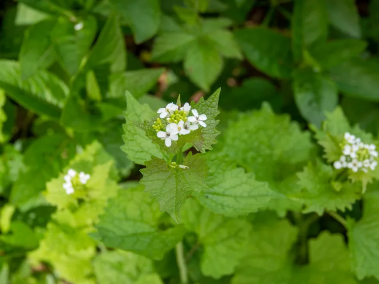 Garlic Mustard. Adobe Stock Image