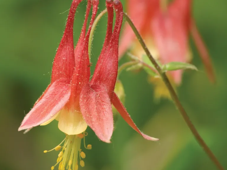 Columbine
