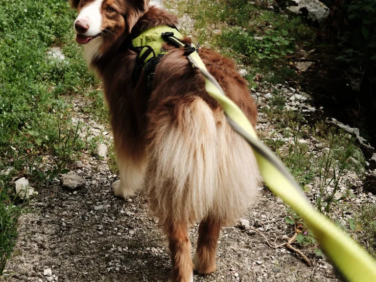 Dog on Leash. Adobe Stock Photo.