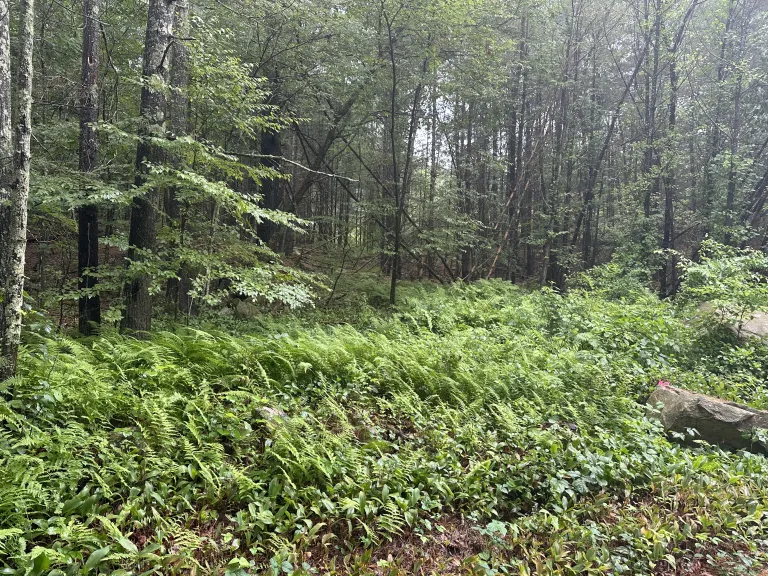 Forest Heights, Upton