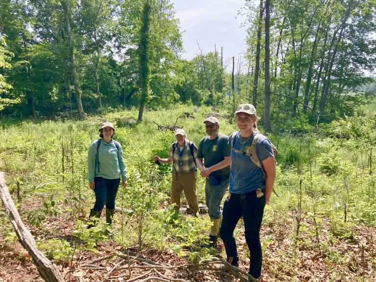 SVT Stewardship Staff and Ted Elliman toured the habitat restoration area at Smith Conservation Land in early June 2025.
