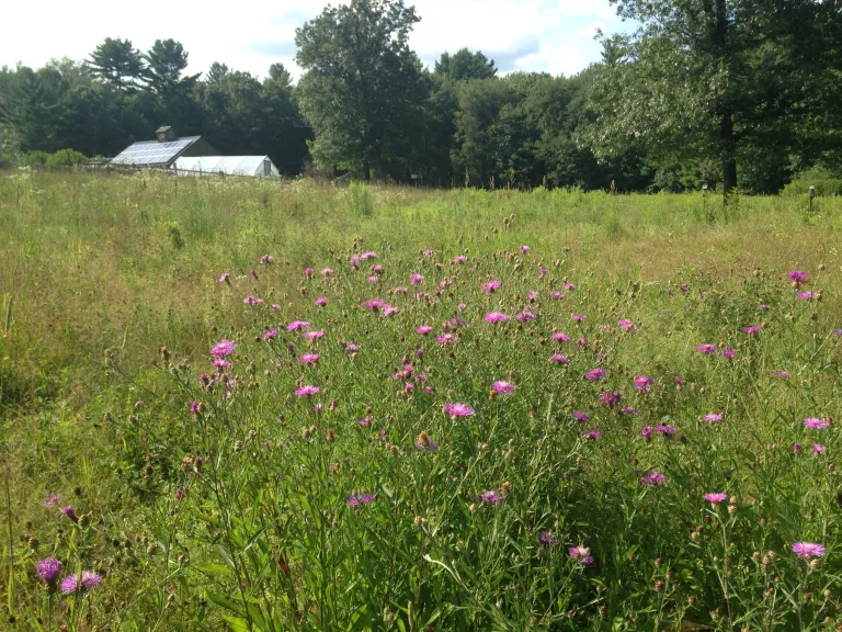 Sweet Autumn Farm, Carlisle. Photo by Katharine Endicott.