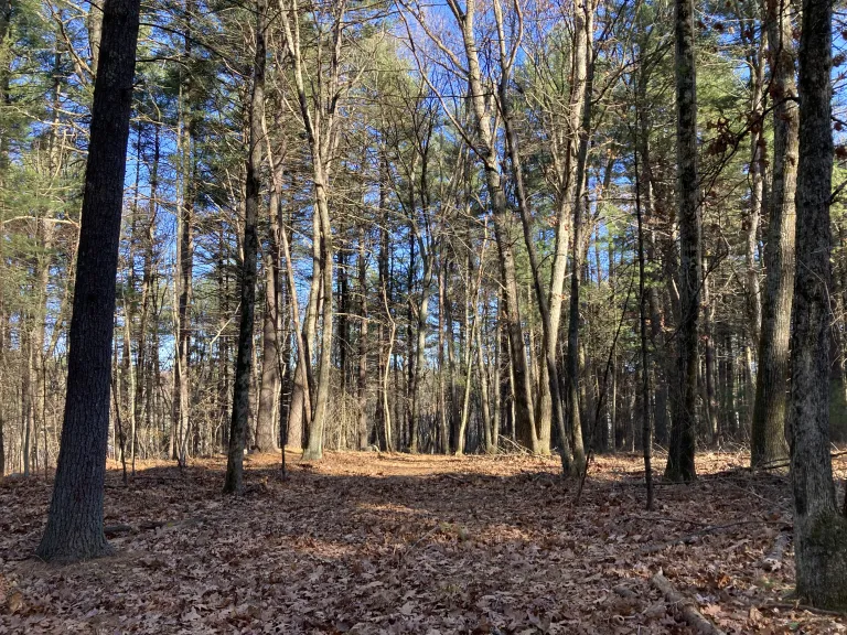 Moritz Forest, Acton