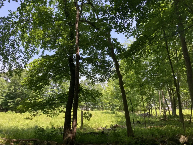 Smith Red Pine Area after the Invasives Management Efforts. June 2025. Photo by SVT.