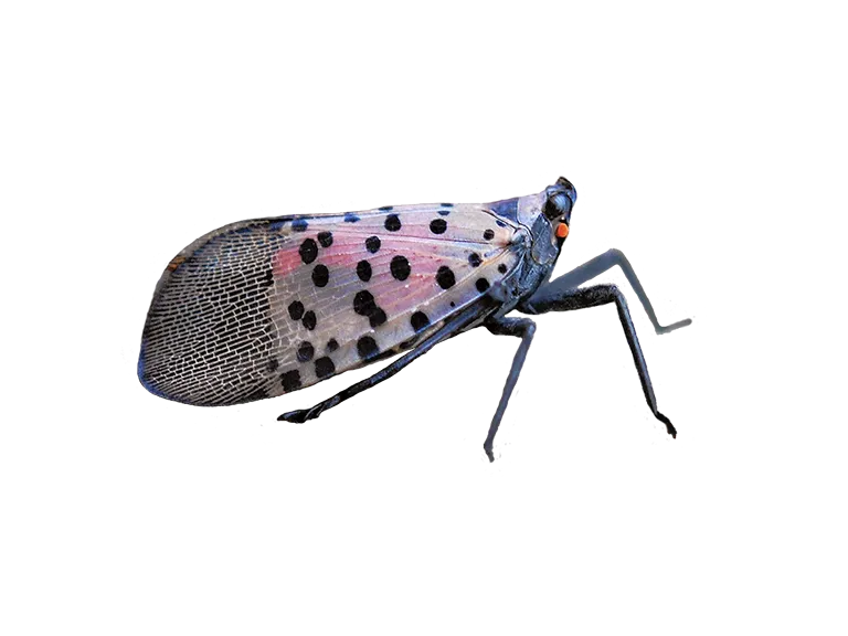 Spotted Lanternfly. Photo by Massachusetts Department of Agricultural Resources. 