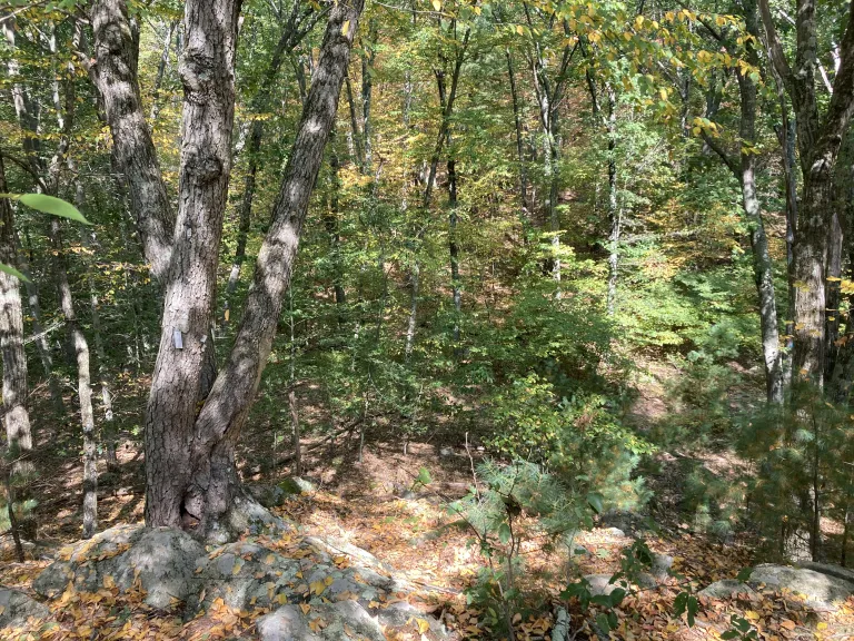 Town Forest Expansion Project, Ashland