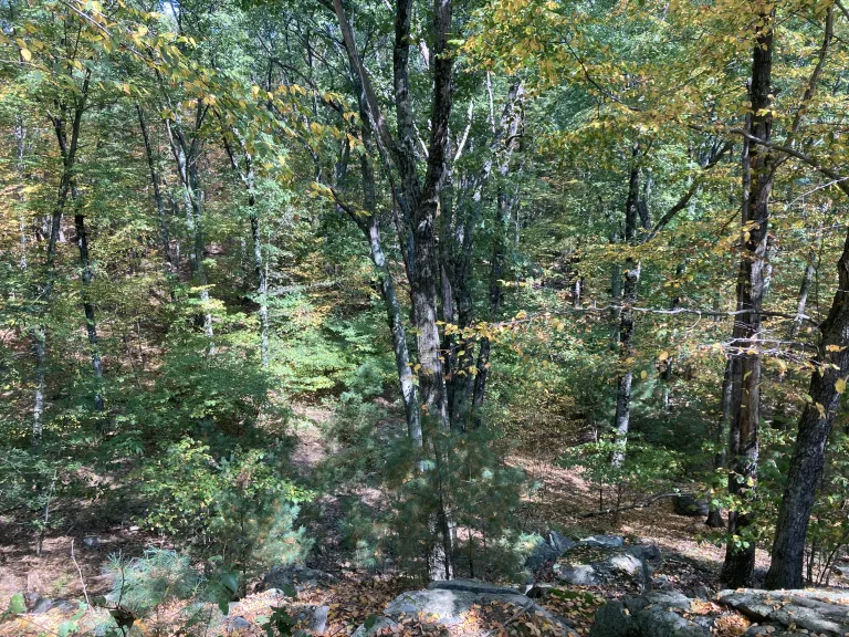 UCC Land, Ashland Town Forest Expansion Project