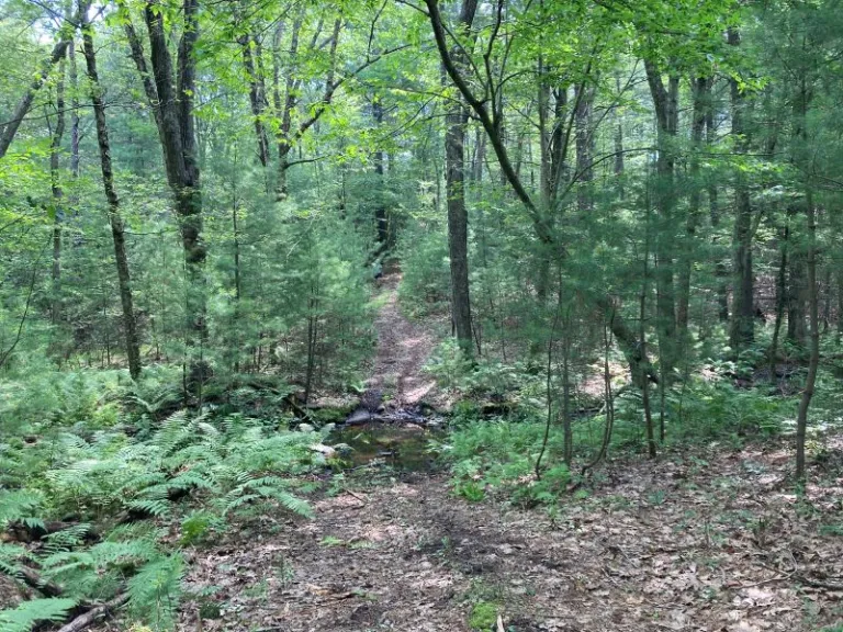 Trail at Ellis-Walker Property in Westborough. Photo by SVT Staff.
