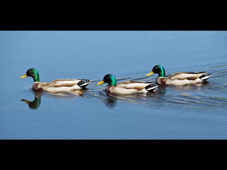 Mallards at Bruce's Pond in Hudson, photographed by Joan Chasan.