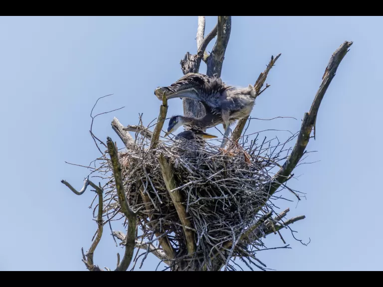 Great blue herons in a nest at Horse Meadows Knoll in Harvard, photographed by Raj Das.