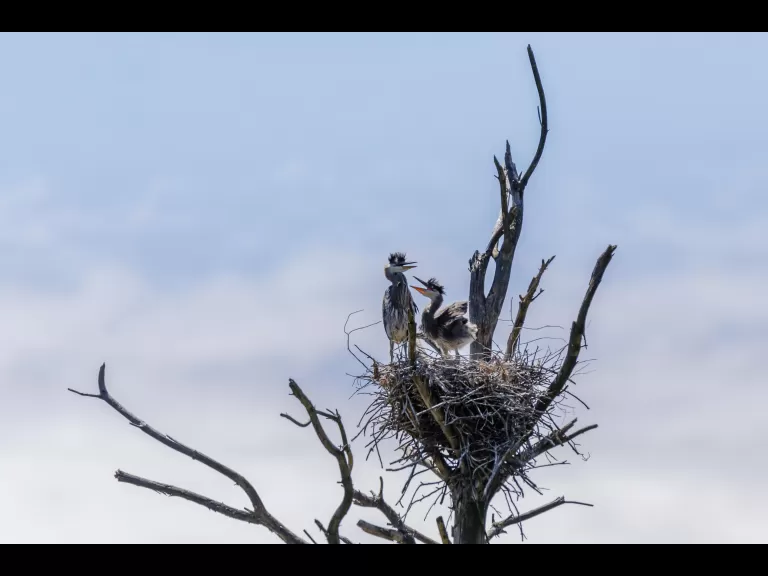 Great blue herons in a nest at Horse Meadows Knoll in Harvard, photographed by Raj Das.