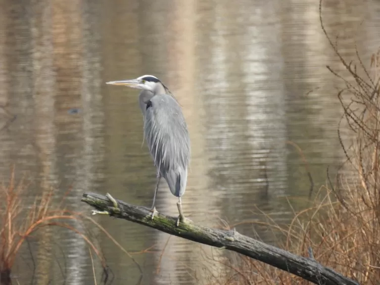 A great blue heron on the Sudbury River in Framingham, photographed by Tom Schneider.
