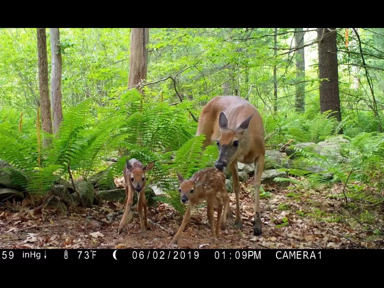 White-tailed deer in Framingham, photographed with an automatically triggered wildlife camera by Margaret McKane.