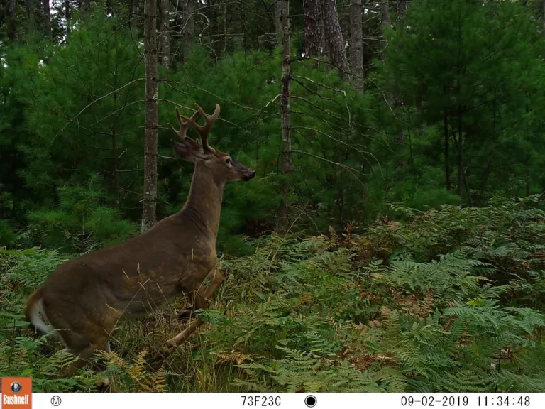 A white-tailed deer at SVT's General Federation of Women's Clubs of Massachusetts Memorial Forest in Sudbury, photographed with an automatically triggered wildlife camera by Craig Smith.