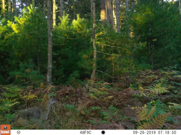 A coyote at SVT's General Federation of Women's Clubs of Massachusetts Memorial Forest in Sudbury, photographed with an automatically triggered wildlife camera by Craig Smith.