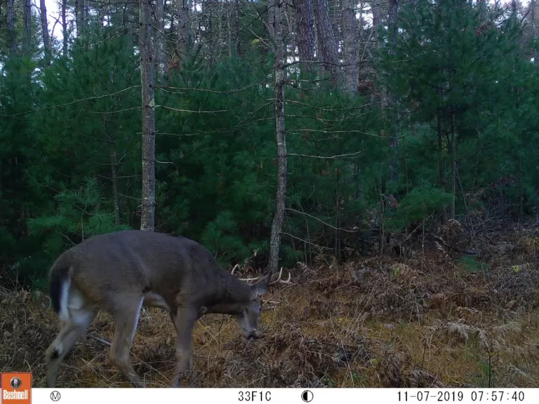 A white-tailed deer at SVT's General Federation of Women's Clubs of Massachusetts Memorial Forest in Sudbury, photographed with an automatically triggered wildlife camera by Craig Smith.