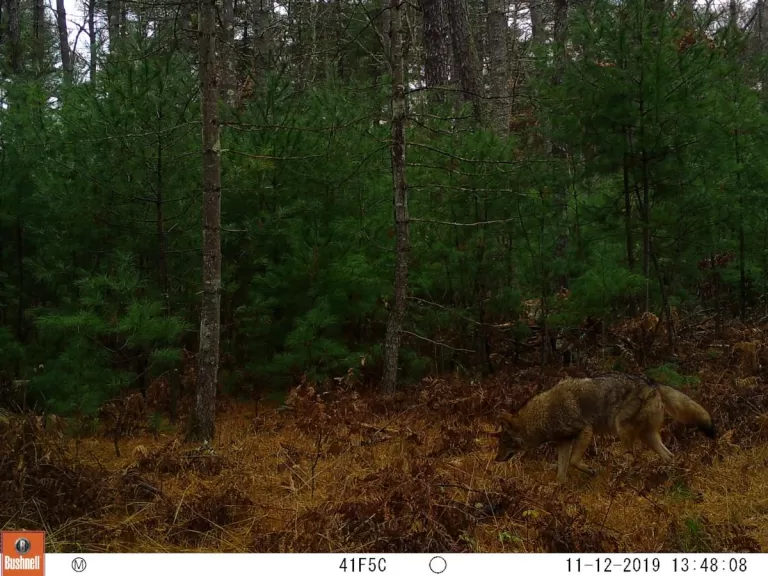 A coyote at SVT's General Federation of Women's Clubs of Massachusetts Memorial Forest in Sudbury, photographed with an automatically triggered wildlife camera by Craig Smith.